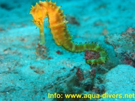 www.phuketsunshinevilla.com